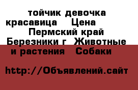 тойчик девочка красавица. › Цена ­ 5 000 - Пермский край, Березники г. Животные и растения » Собаки   
